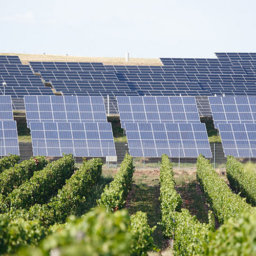 Wine production powered by the sun